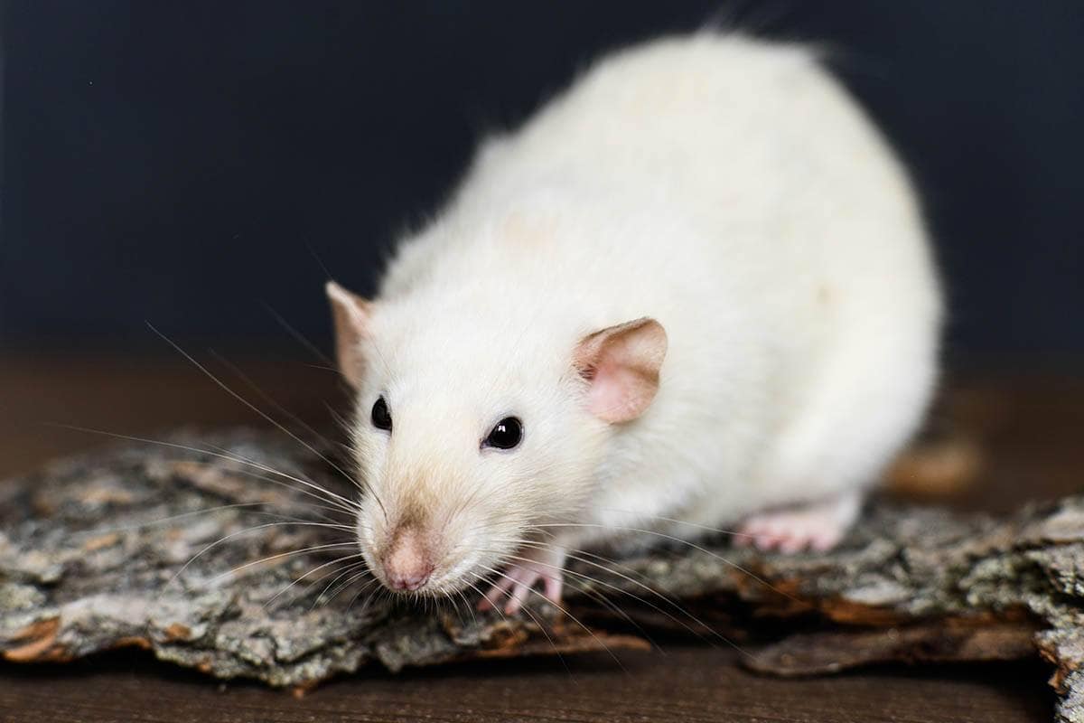 Read more about the article Fancy Rat: руководство по уходу, разновидности, продолжительность жизни и фотографии