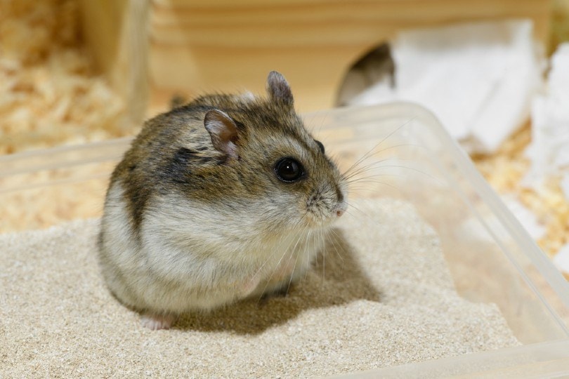 hamster_ИРИНА ОРЛОВА, Shutterstock