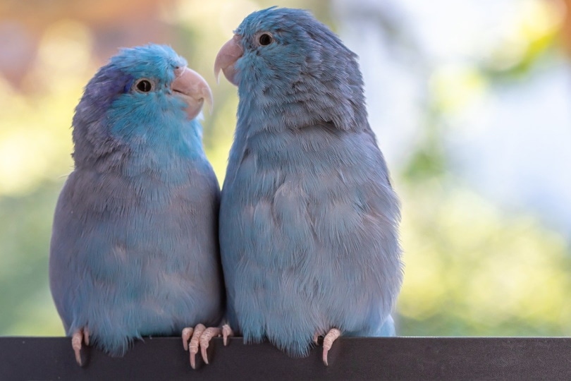 Read more about the article 12 увлекательных и забавных фактов о попугаях, которых вы не знали