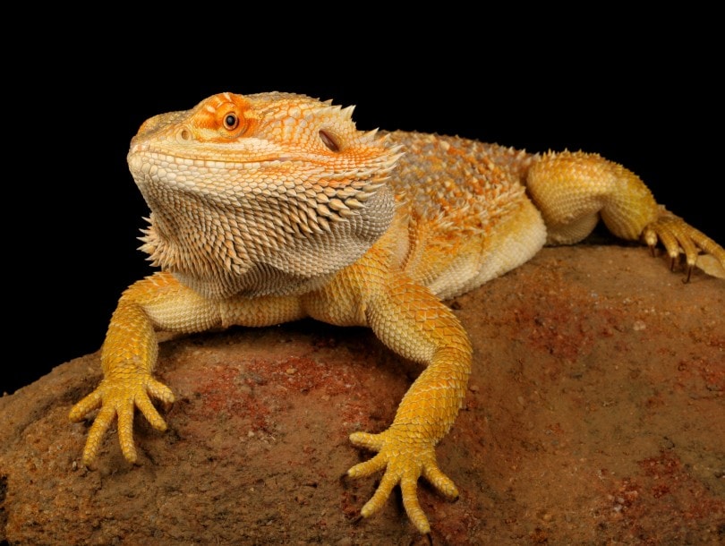 Read more about the article Paradox Bearded Dragon: информация, фотографии, факты и руководство по уходу