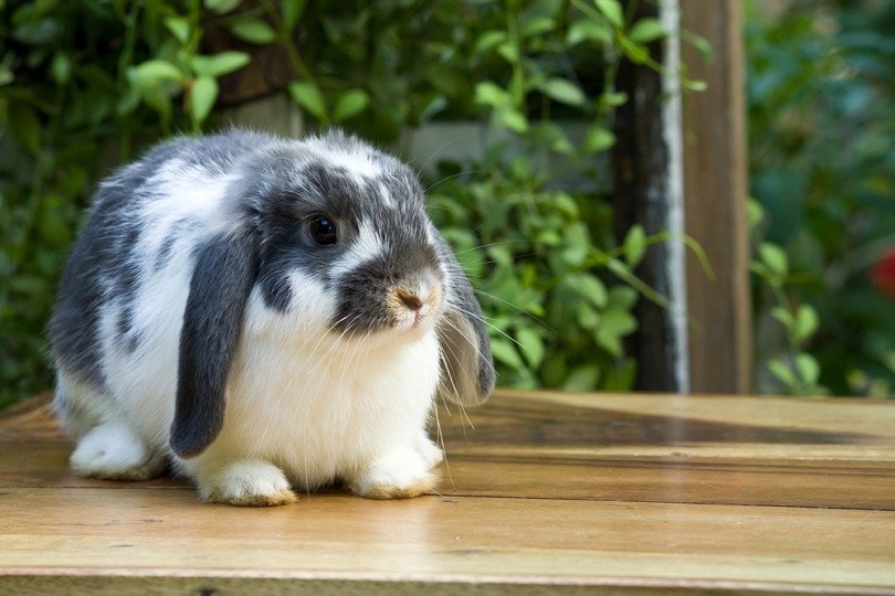 голландский вислоухий кролик на деревянном полу