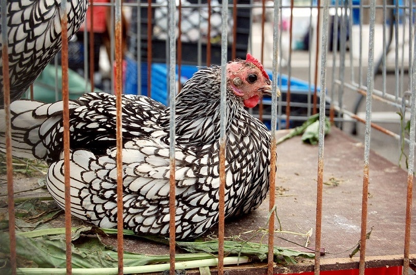 Silver_Sebright_hens-Commons Wikimedia