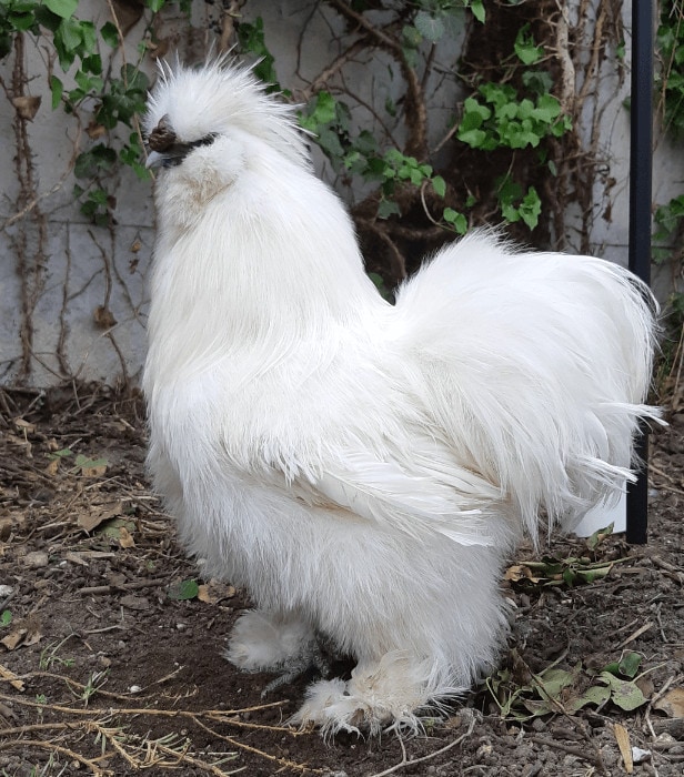 Male_Silkie-Commons Wikimedia