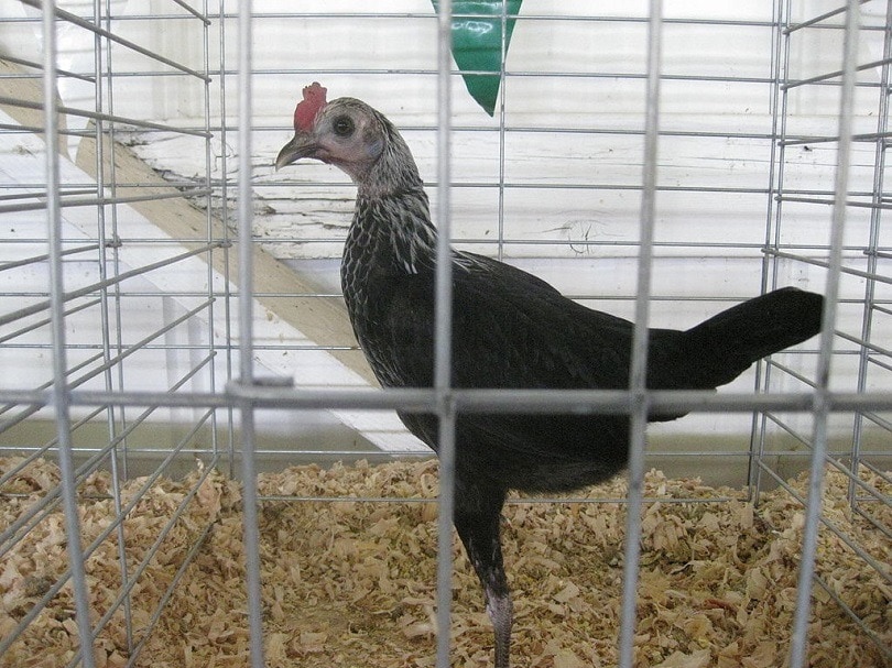 Modern_Game_hen-Commons Wikimedia