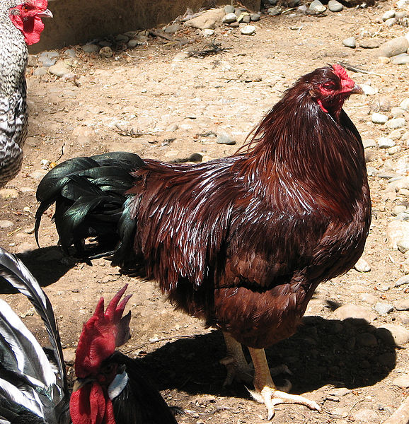 Уолтер,_Bukeye_Rooster-Commons Wikimedia