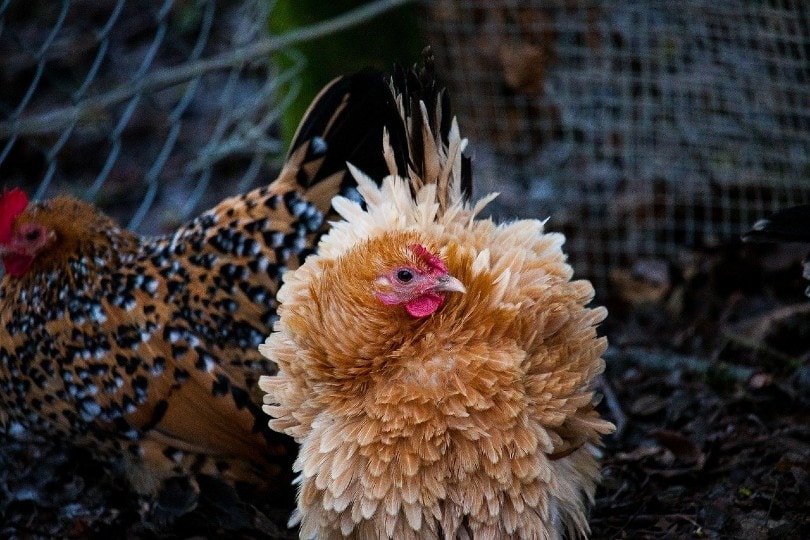 Read more about the article Frizzle Chicken: фотографии, информация, особенности и руководство по уходу