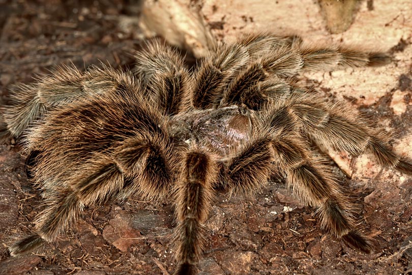 Паук Grammostola anthracina ходит по земле