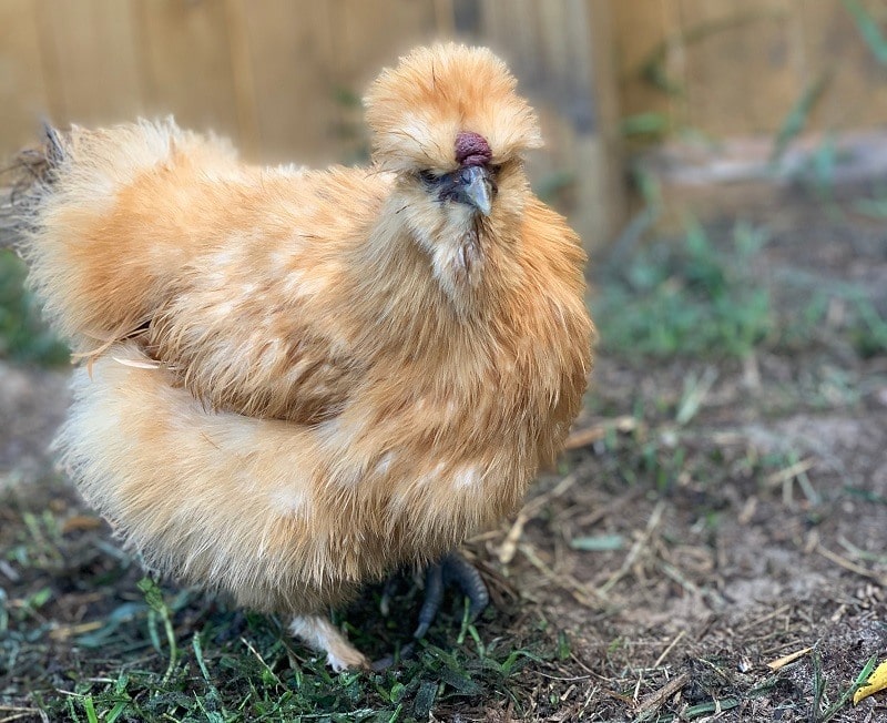 buff Silkie_Shutterstock_Элизабет Дудин