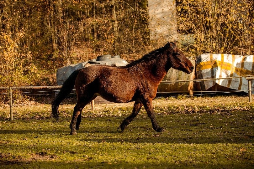 Read more about the article 4 породы норвежских лошадей (с иллюстрациями)