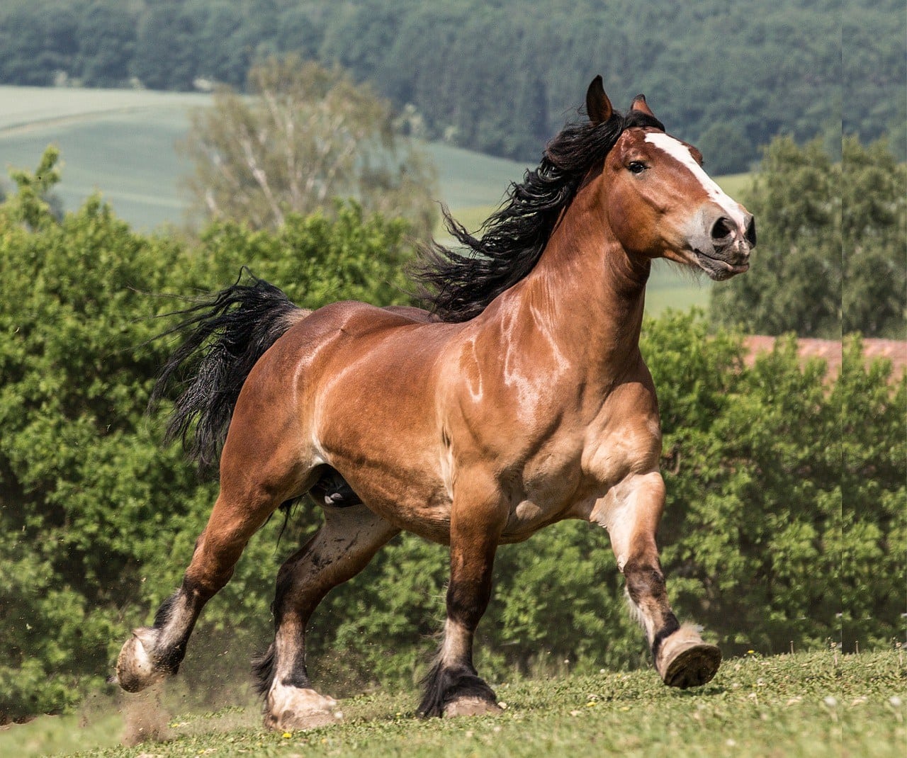 Французская лошадь