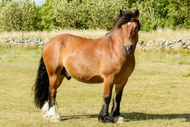 Северо-шведская лошадь_lmfoto_shutterstock