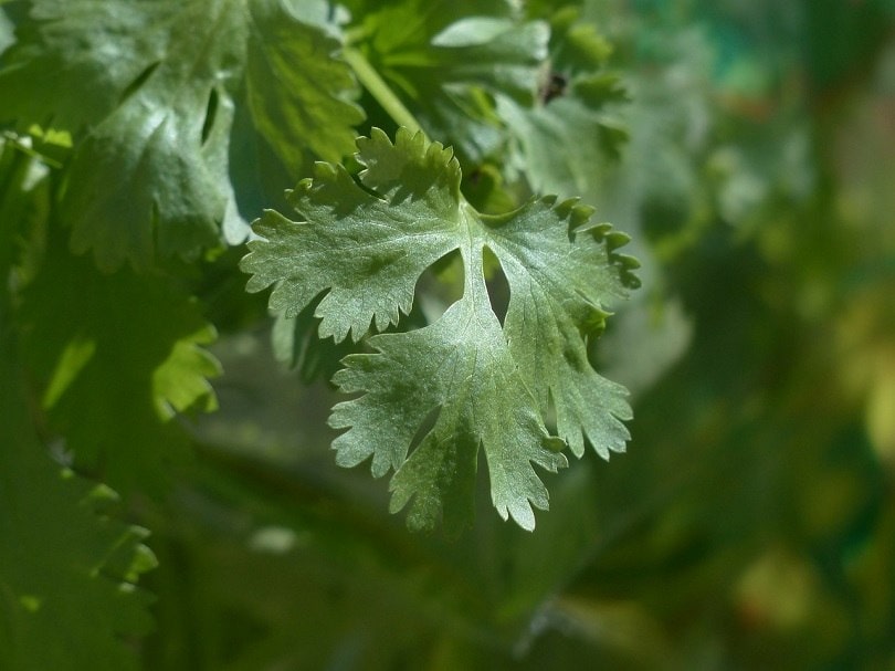 cilantro-pixabay