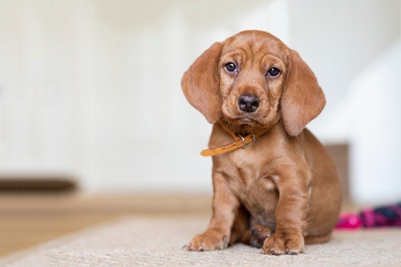 Щенок Basset Fauve de Bretagne сидит на ковре