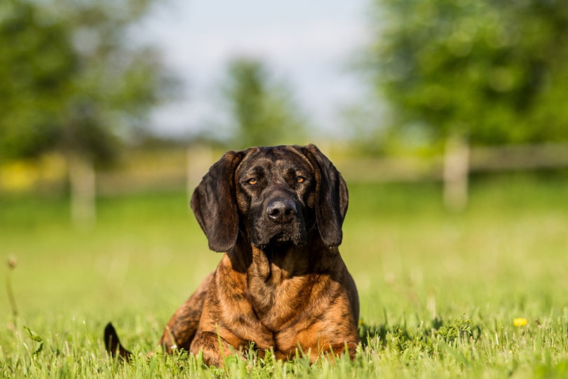 Ганноверская собака на зеленой траве