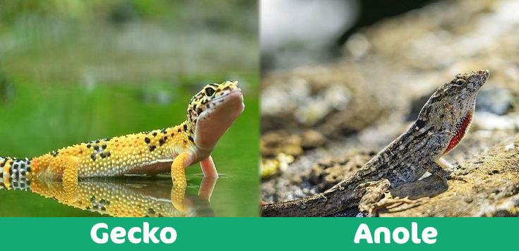 Gecko-vs-Anole визуальное