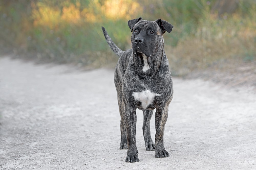 Молодой взрослый самец presa canario dog