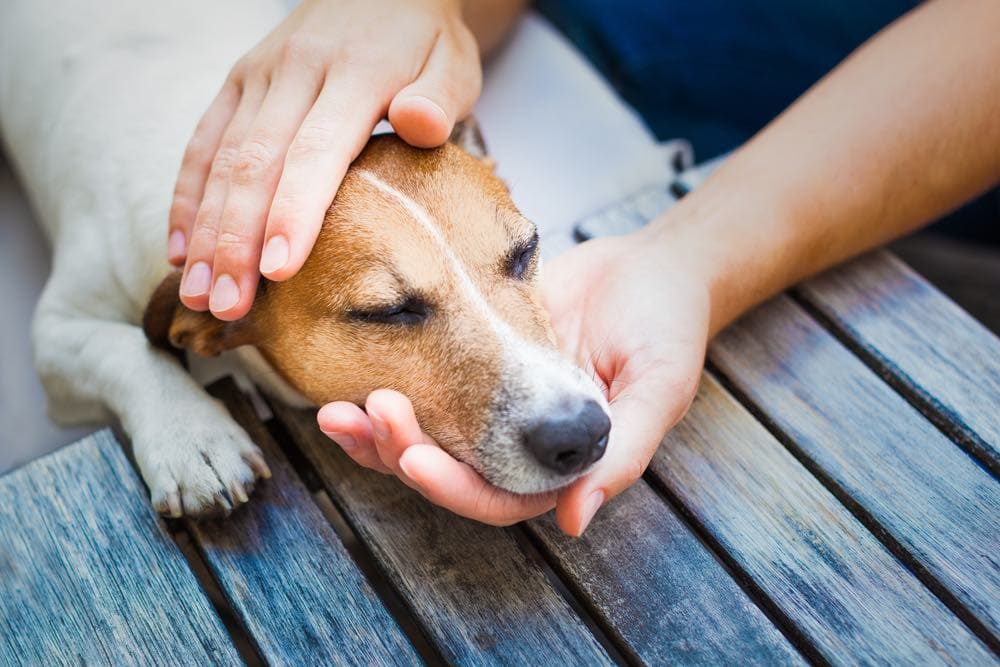 Read more about the article Чума у ​​собак: причины, симптомы и лечение