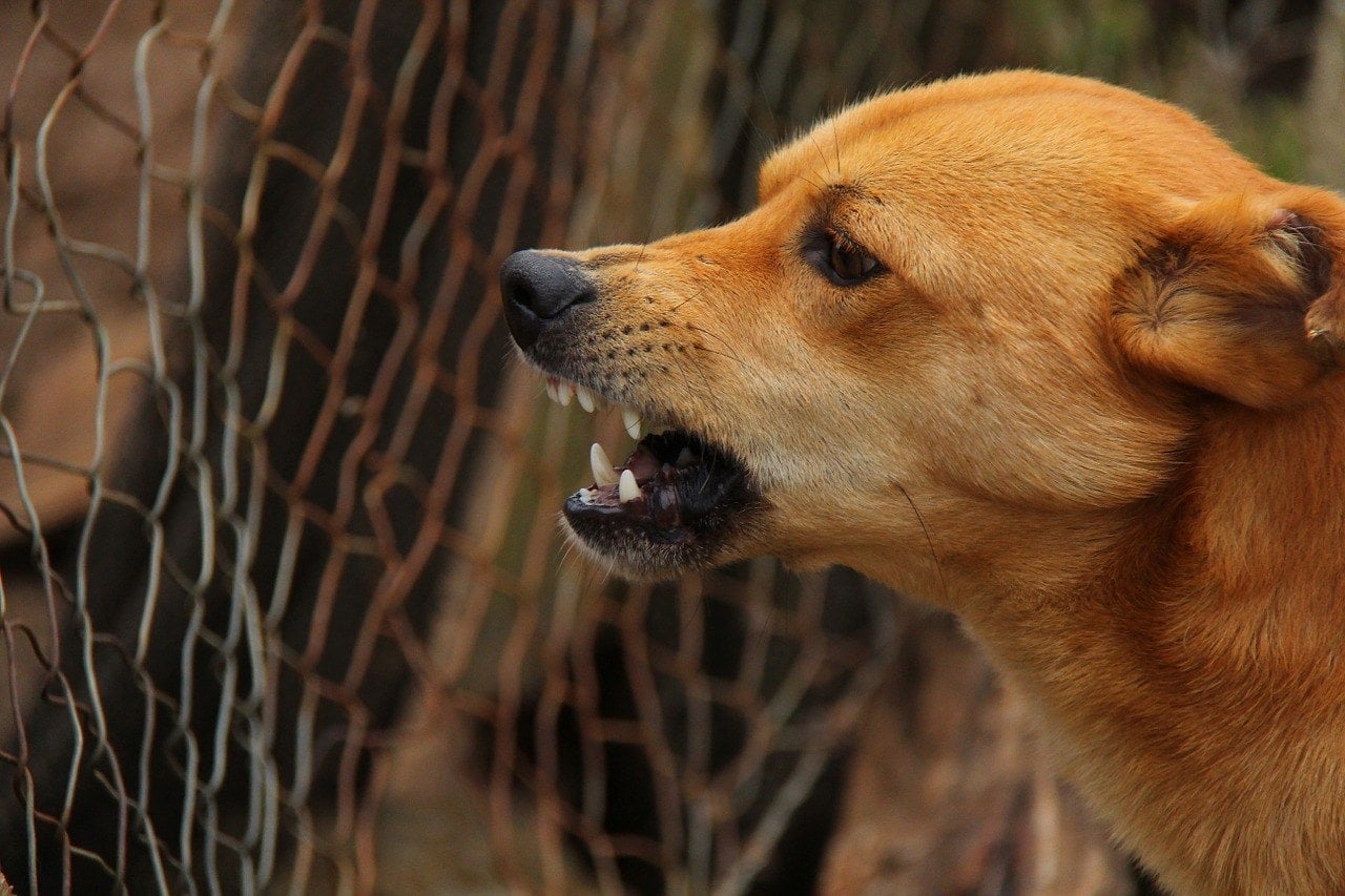Read more about the article Как остановить агрессивное поведение собак: гуманные и проверенные советы