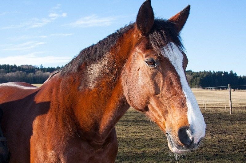 Read more about the article Почему некоторых лошадей называют теплокровными?