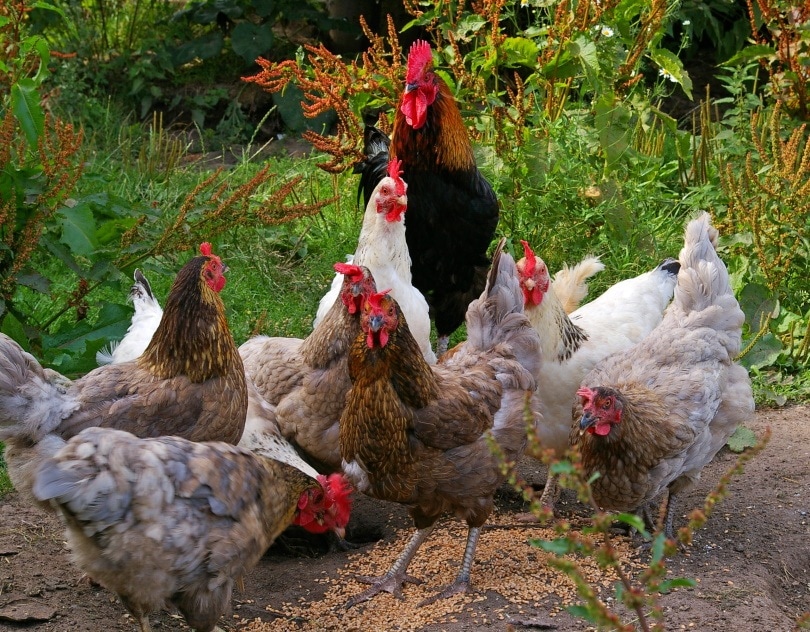 Read more about the article Сколько стоит выращивание цыплят?  (Руководство по ценам на 2023 г.)