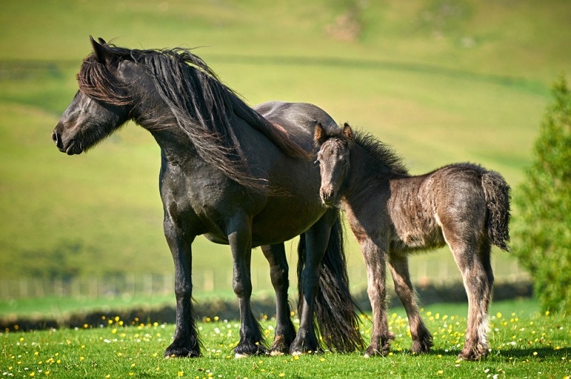 Упала кобыла пони с жеребенком_Shutterstock_Nicole Ciscato