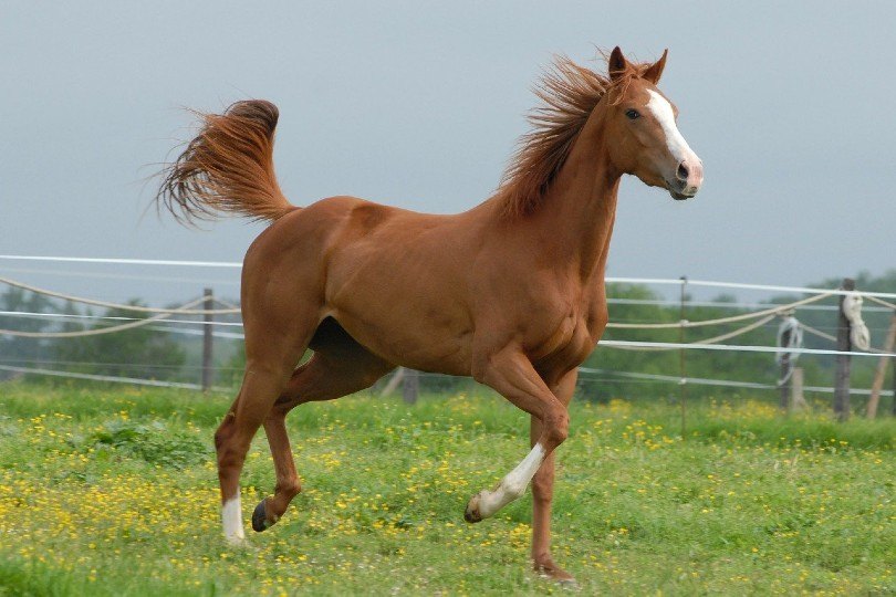 Read more about the article Понимание языка тела лошади: объяснение поведения лошадей