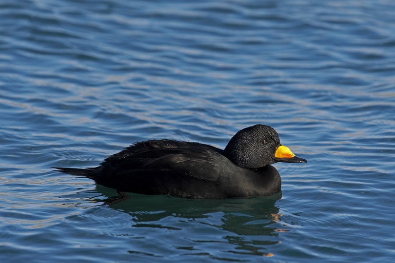 Черный Scoter плавает в океане