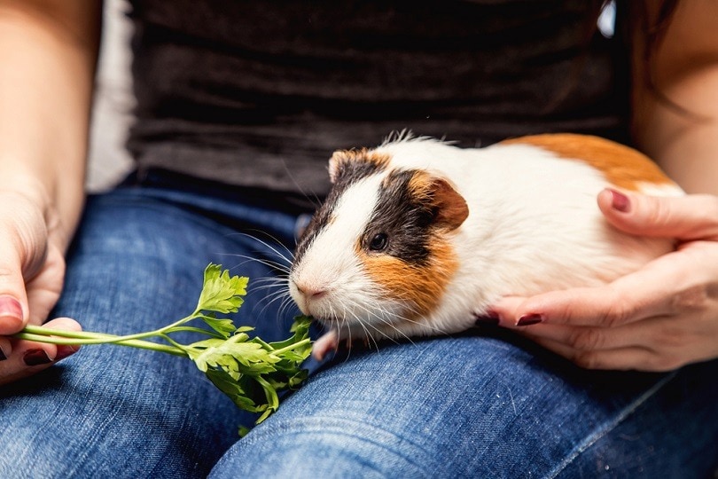 feeding-Guinea-pig-fresh-herbs_Margoya_shutterstock