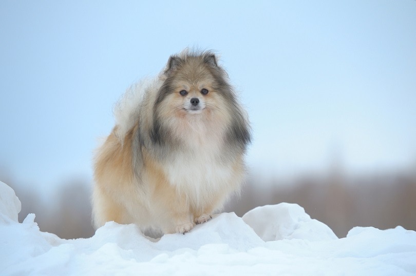 стоячий немецкий шпиц