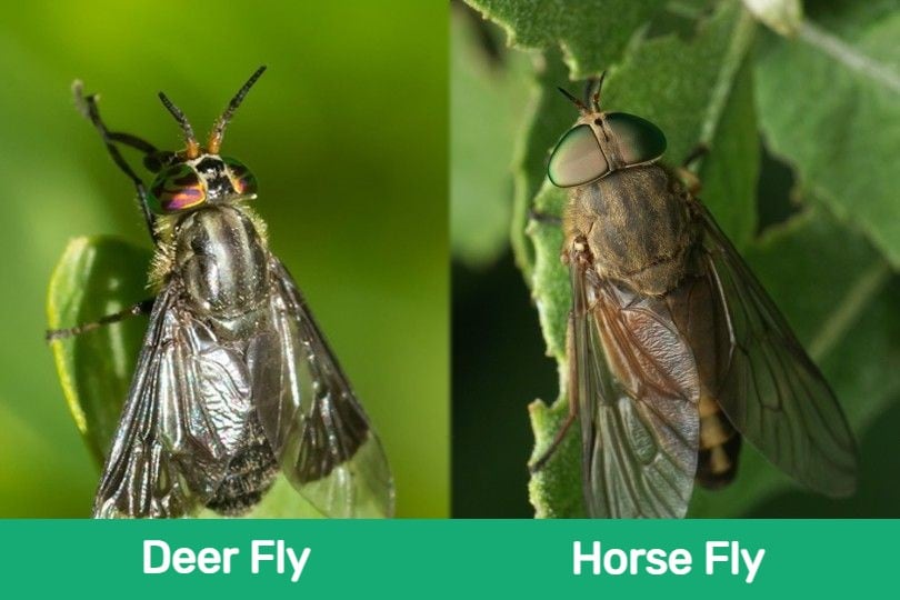 Оленья муха против лошадиной мухи