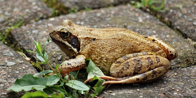 toad_Piqsels