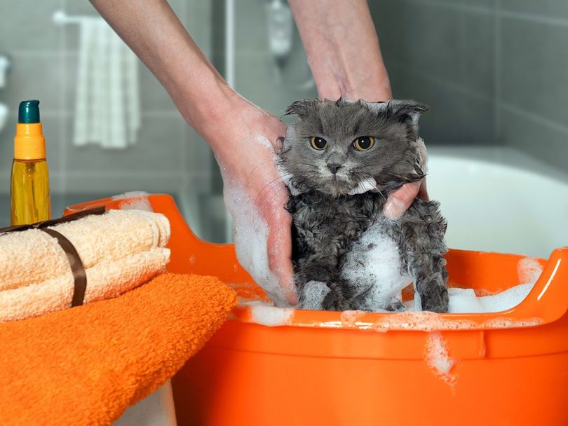 Read more about the article Можно ли использовать детский шампунь для кошек?  Эффективен ли он для очистки?