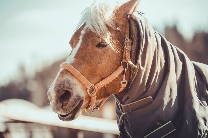 мерин-лошадь_vprotastchik_shutterstock