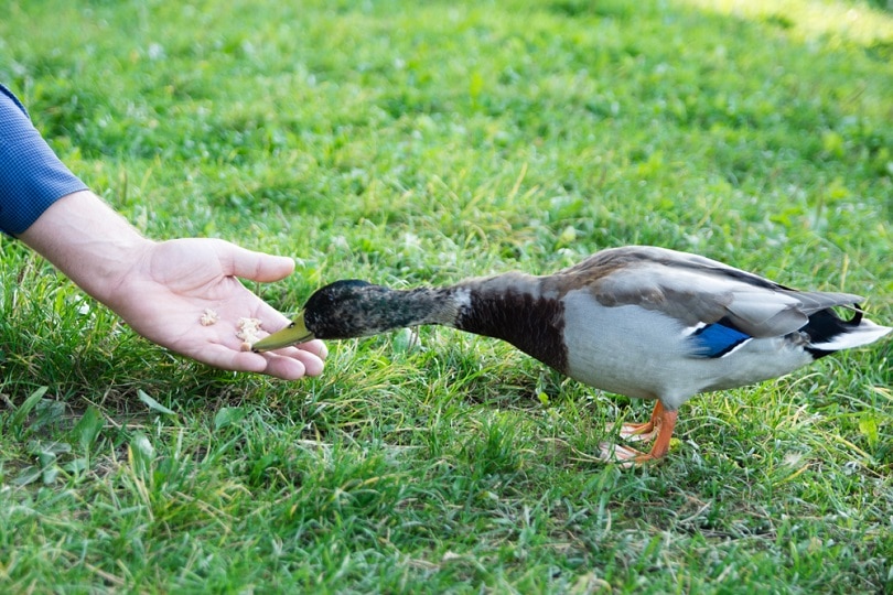 поедание уток_kazka_shutterstock