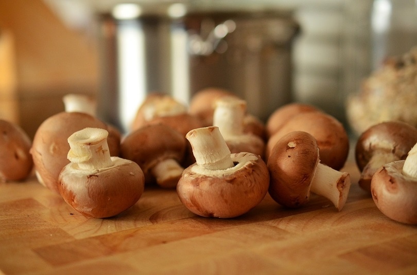 Read more about the article Могут ли крысы есть грибы?  Что тебе нужно знать!