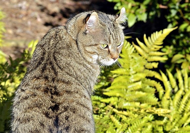 горец-кошка-в-саду_Shutterstock_SUSANLEGGETT