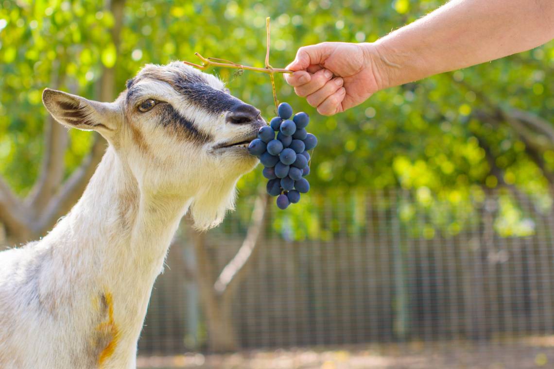 Read more about the article Можно ли козам есть виноград?  Что тебе нужно знать!