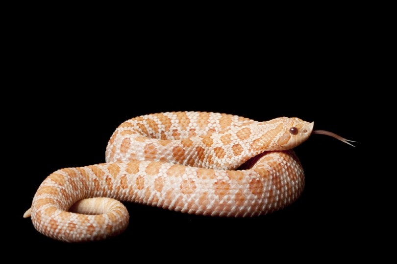 Розовая пастельная змея Hognose