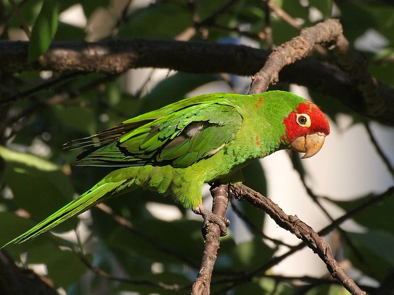 Read more about the article Что делать, когда ваш Conure откладывает яйцо: полное руководство