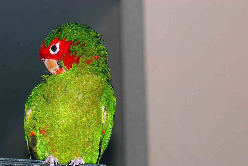 Read more about the article Mitred Conure: особенности, история, еда и уход (с иллюстрациями)