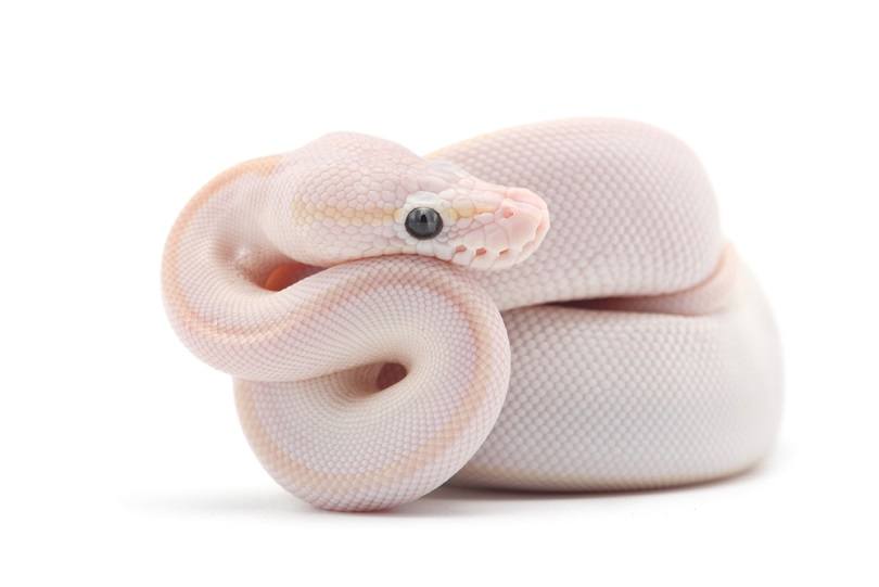 Змеиный шар python_PetlinDmitry_shutterstock