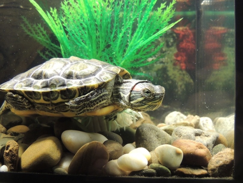 Read more about the article Могут ли домашние черепахи жить с рыбками?  Вот что вам нужно знать