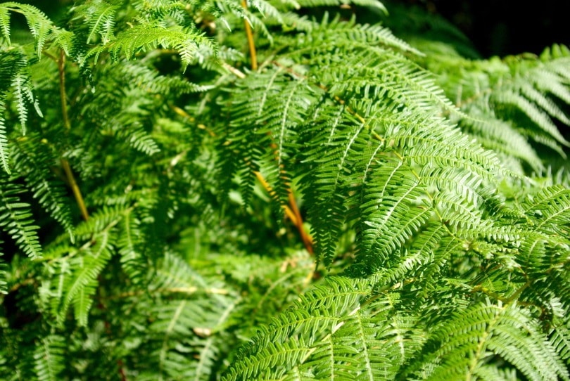 Ferns_Piqsels