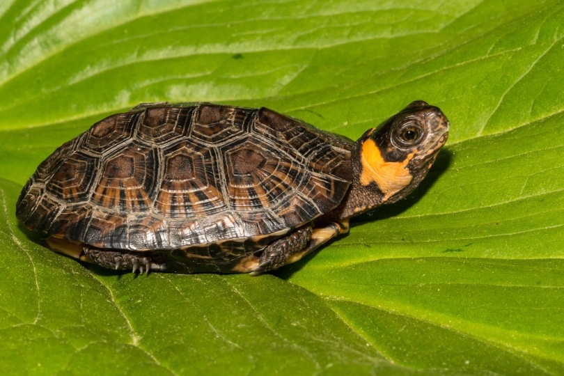 болотная черепаха_Джей Ондрейка_Shutterstock