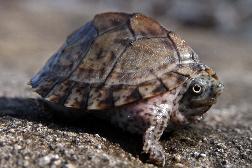 Read more about the article Как определить возраст черепахи (с иллюстрациями)