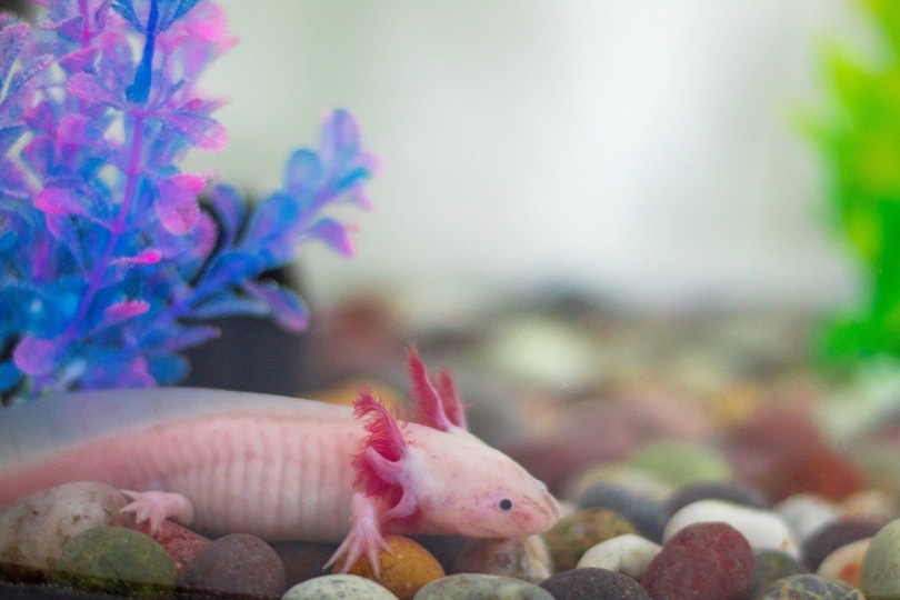 axolotl_Хоакин Энрикес_Pixabay