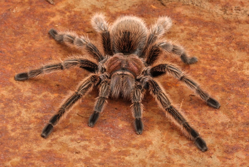Read more about the article 10 увлекательных и забавных фактов о тарантулах, о которых вы никогда не знали