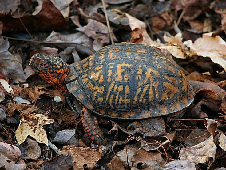 Восточная коробочка Turtle_JamesDeMers, Pixabay