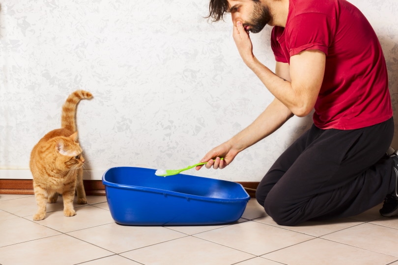 Read more about the article 12 способов избавиться от запаха кошачьего туалета (просто и быстро)