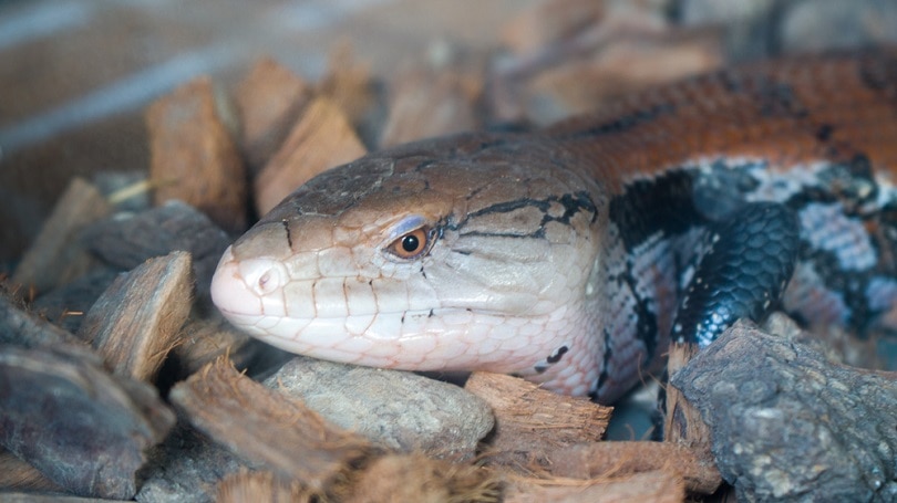 Сцинк с синим языком Merauke_Fajar Tri Amboro_shutterstock